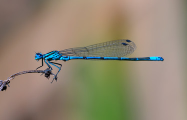 Blue damselfly
