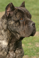 chien oreilles coupées Cane Corso