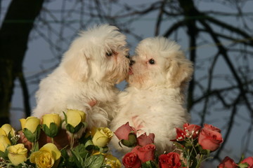 chiot bisou Coton de Tulear © Dogs