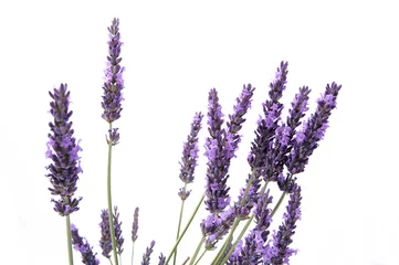 Tuinposter Lavendel © Tiana R