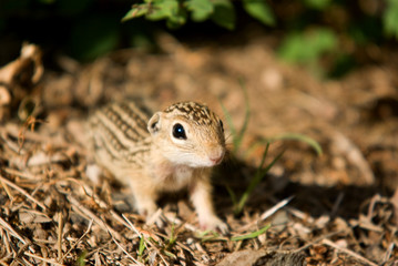 Chipmunk