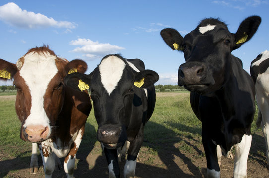 Dutch cows