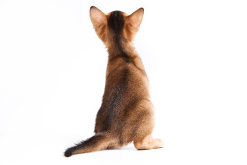 Obraz premium Abyssinian kitten on white background