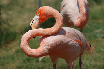 flammand rose