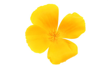 Fototapeta na wymiar Yellow poppy