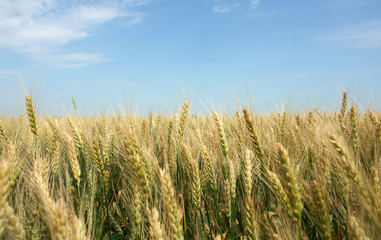 green wheat buds and clear blue summer sky