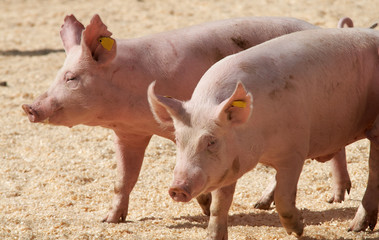 Pigs