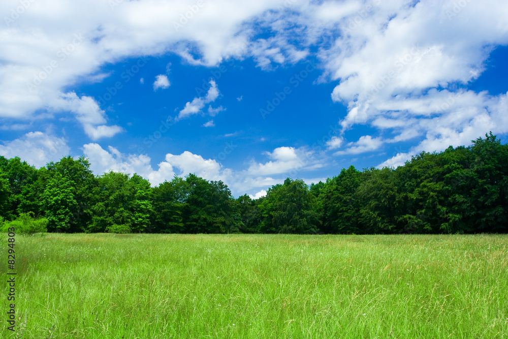 Wall mural landscape with forest and meadow under blue sky