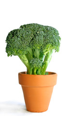 Brocolli in terracotta pot.