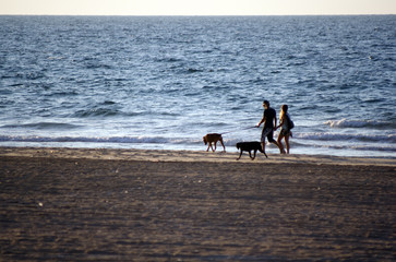 Walk with dogs
