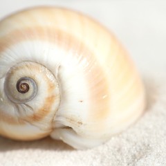 Detail of beautyful curved seashell on sand