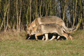 chien  Loup Tchèque
