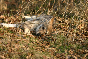 Fototapeta premium chien Loup Tchèque