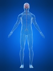 menschliches nervensystem