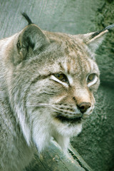 Portrait of a lynx