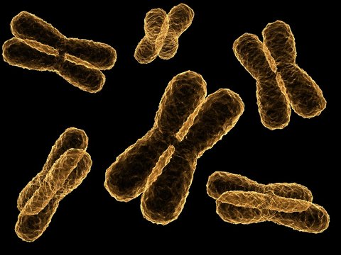 x - chromosom