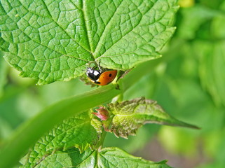 Ladybird (Coccinella septempunktata) on the sheet of lofant.