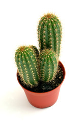 cactus in pot