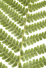 Fern