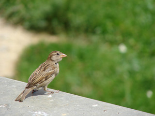 Sparrow female