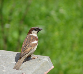 Sparrow