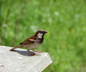 Sparrow bird, male