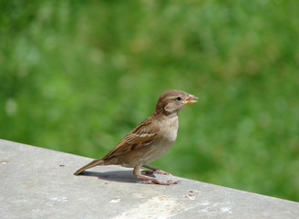 Sparrow, little bird