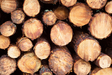 Stacked timber logs