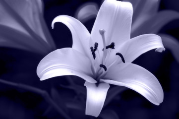 Lily 2 © Thaut Images