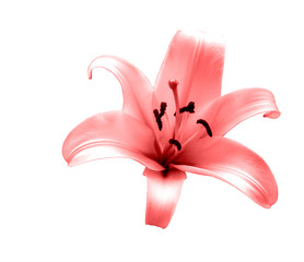 Lilie © Thaut Images