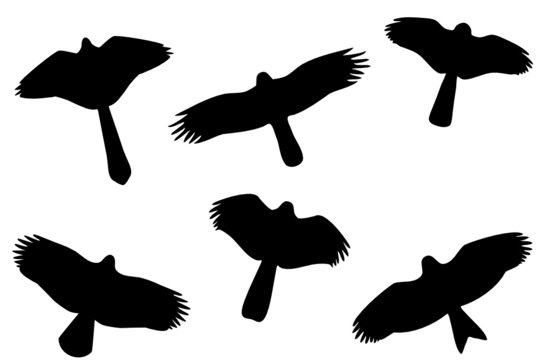 Birds of prey