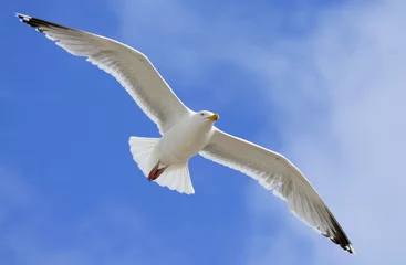 Fototapete gull at texel © rifat uzun