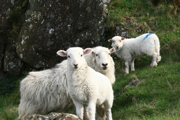Welsh sheeps