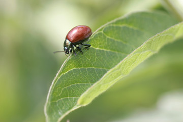 Coccinelle posée sur une feuille