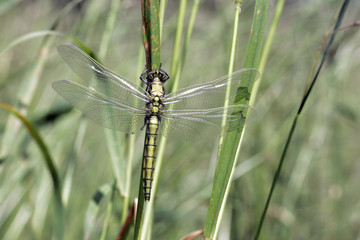 Libellule posée dans l'herbe