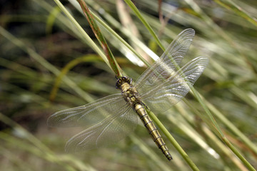 Libellule posée dans l'herbe