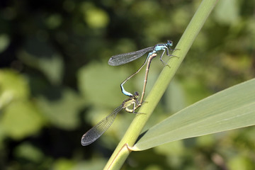 Accouplement de demoiselles