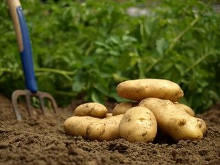 pommes de terre