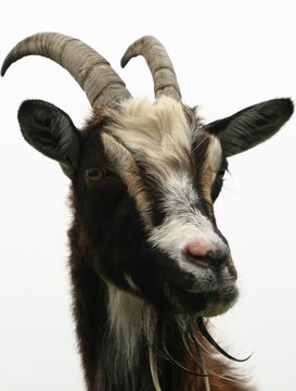 Goat, portrait