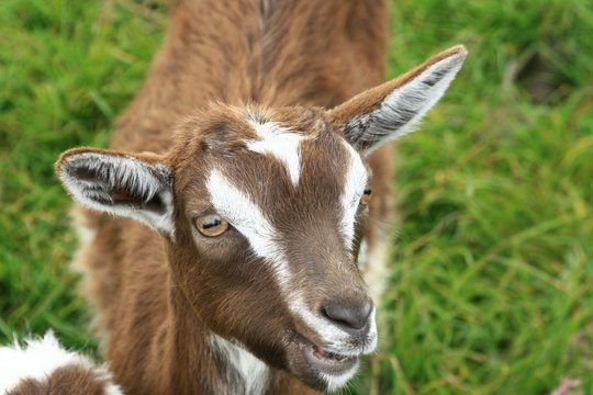 Small goat