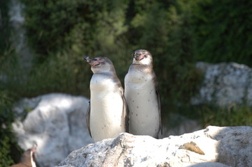 Naklejka premium pinguin