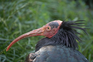 Waldrapp