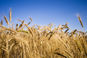 Field of wheat