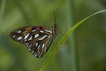 joli papillon