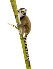 Ring-tailed Lemur (6 weeks) - Lemur catta © Eric Isselée