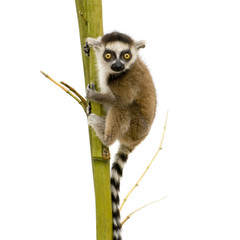 Ring-tailed Lemur (6 weeks) - Lemur catta © Eric Isselée