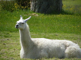 Llama