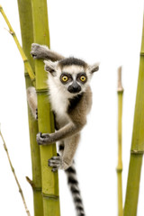 Ring-tailed Lemur (6 weeks) - Lemur catta - obrazy, fototapety, plakaty