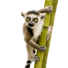 Ring-tailed Lemur (6 weeks) - Lemur catta © Eric Isselée