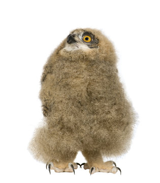 Eurasian Eagle Owl - Bubo bubo (6 weeks)